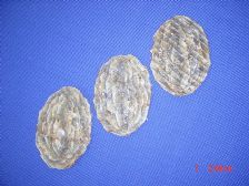 Dried seasoned leather jacket